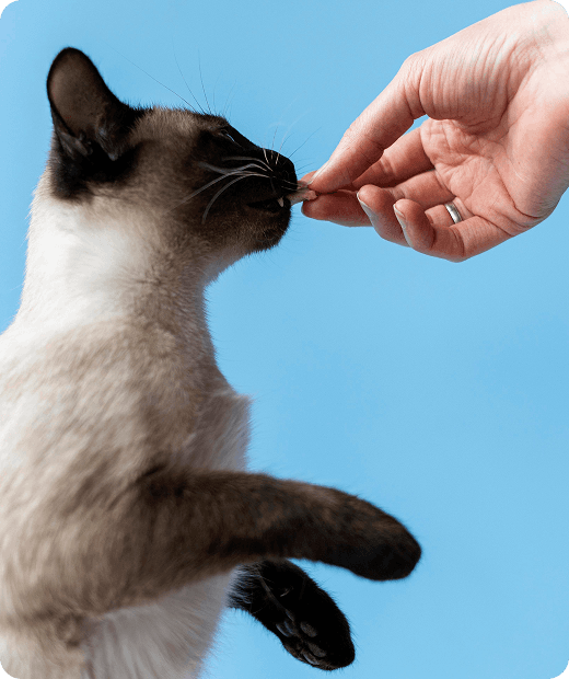 Pet Care Image