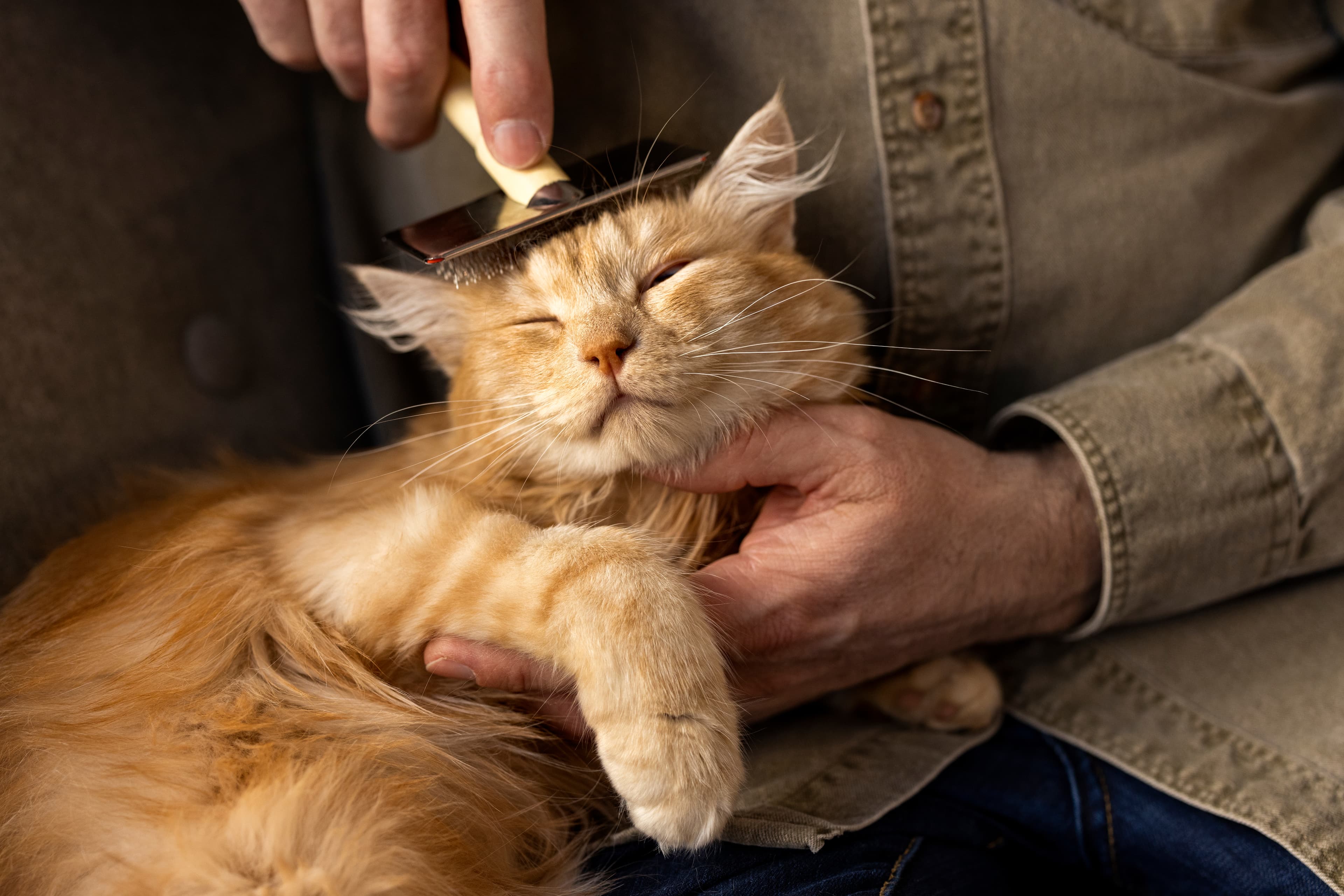 sign in to pet help squad